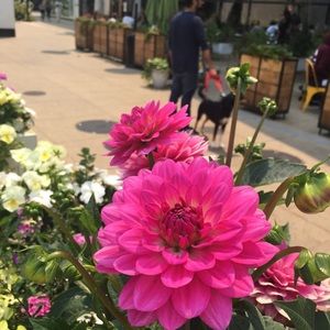 Meet your Posher, Maria